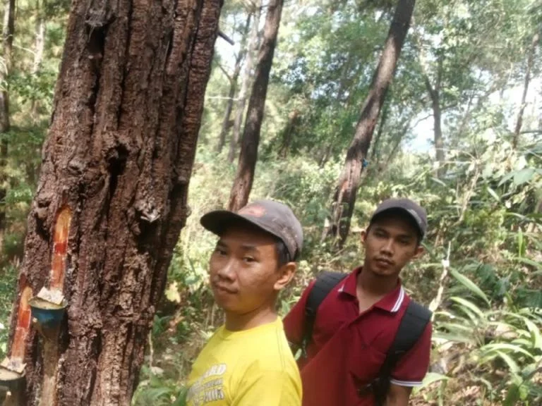 Perhutani RPH Kebasen Hadirkan Cerita di Balik Tetes Getah yang Mengalir